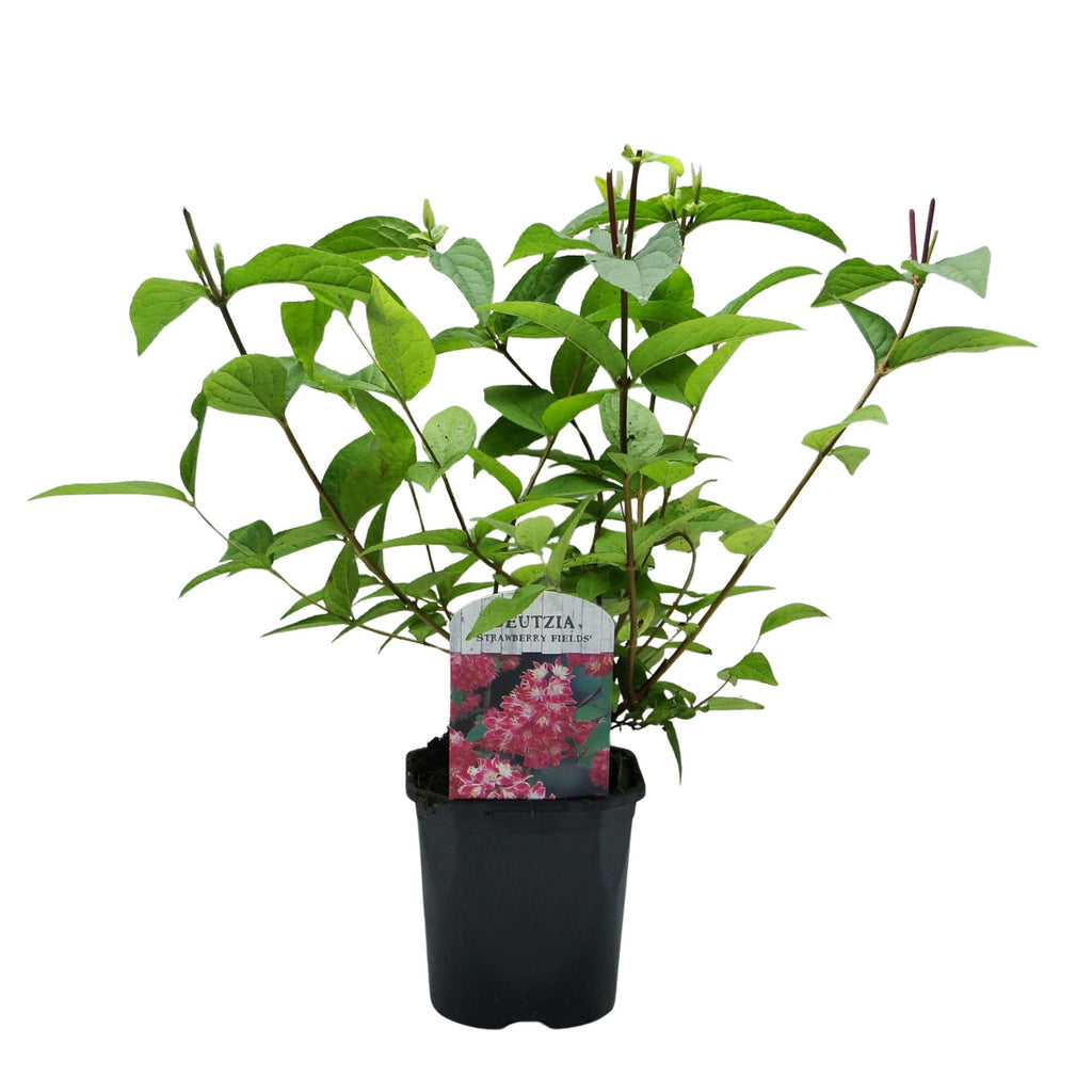 Green boutiQ - Arbustes - Deutzia hybrida Strawberry Fields - Fleur rose - 1 plante - Caduc - Entretien facile - Pot 17cm Hauteur 45cm