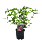 Green boutiQ - Arbustes - Deutzia hybrida Strawberry Fields - Fleur rose - 1 plante - Caduc - Entretien facile - Pot 17cm Hauteur 45cm