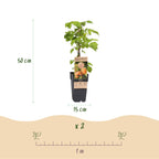 Green boutiQ - Framboisier - Rubus idaeus Fallgold - Plant de framboises - Rustique - Framboise jaune - 2 plantes - Pot 15cm - Hauteur 50cm