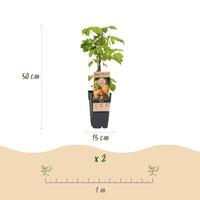 Green boutiQ - Fruitplant - Rubus idaeus Fallgold - Frambozenplant - Winterhard - Gele Framboos - 2 Planten - Pot 15cm - Hoogte 50cm