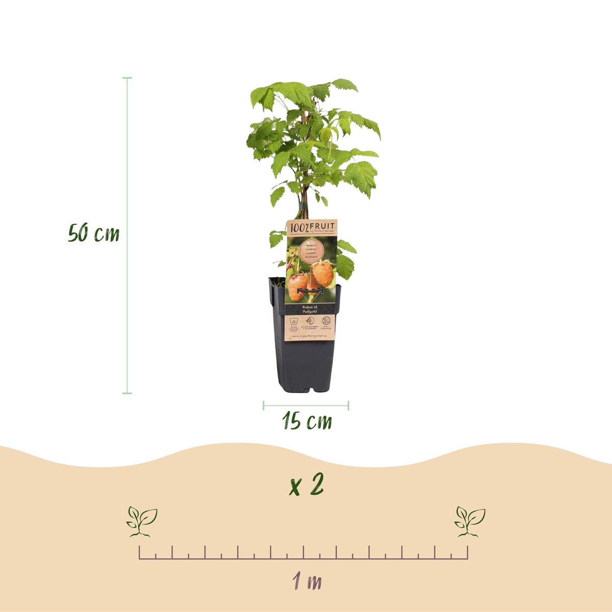 Green boutiQ - Framboisier - Rubus idaeus Fallgold - Plant de framboises - Rustique - Framboise jaune - 2 plantes - Pot 15cm - Hauteur 50cm