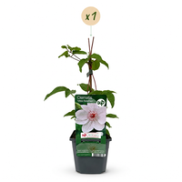 Clematis Miss Bateman - Bosrank Miss Bateman - Wit - Klimplant - Ø9cm - ↕35cm