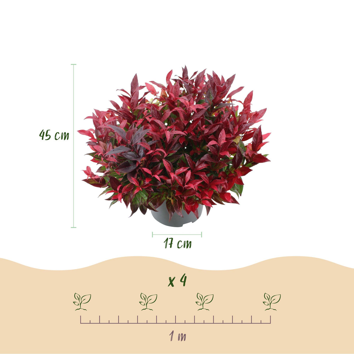 Green boutiQ - Plante de jardin - Leucothoe Zeblid - Rouge - 1 plante - Persistant - Peu d'entretien - Pot 17cm Hauteur 45cm