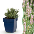 Green boutiQ - Plante vivace - Lavandula ang. Rosea - Lavande - Parfumée - Rose - 24 Plantes - Pot 11cm - Hauteur 15-25cm
