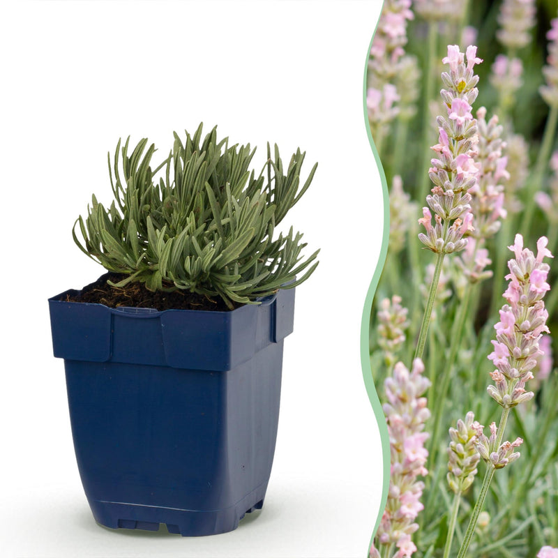 Green boutiQ - Vasteplant - Lavandula ang. Rosea - Lavendel - Geurend - Roze - 24 Planten - Pot 11cm - Hoogte 15-25cm