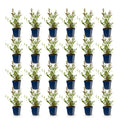 Green boutiQ - Plante vivace - Gaura Duo - Fleur de coucou - Attire les abeilles et les papillons - Rose - Blanc - 24 plantes - Pot 11cm - Hauteur 15-25cm