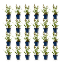 Green boutiQ - Vasteplant - Gaura Duo - Prachtkaars - Bijen en Vlinderlokkers - Roze - Wit - 24 Planten - Pot 11cm - Hoogte 15-25cm