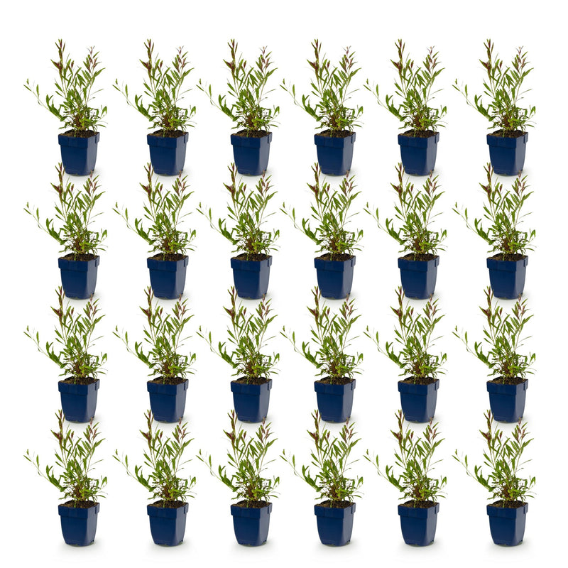 Green boutiQ - Vasteplant - Gaura Duo - Prachtkaars - Bijen en Vlinderlokkers - Roze - Wit - 24 Planten - Pot 11cm - Hoogte 15-25cm