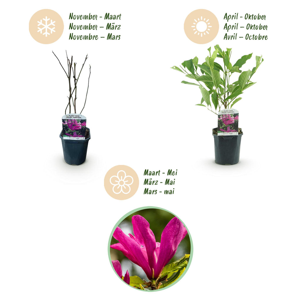 Green boutiQ - Arbustes - Magnolia Susan - Fleurs rose foncé - 1 plante - caduc - peu d'entretien - pot 17 cm hauteur 45 cm
