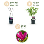 Green boutiQ - Arbustes - Magnolia Susan - Fleurs rose foncé - 1 plante - caduc - peu d'entretien - pot 17 cm hauteur 45 cm
