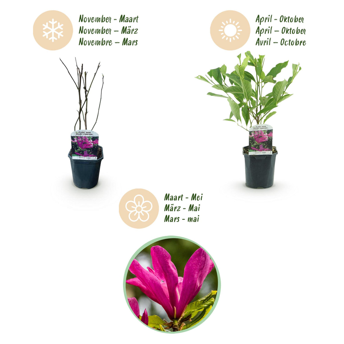 Green boutiQ - Arbustes - Magnolia Susan - Fleurs rose foncé - 1 plante - caduc - peu d'entretien - pot 17 cm hauteur 45 cm