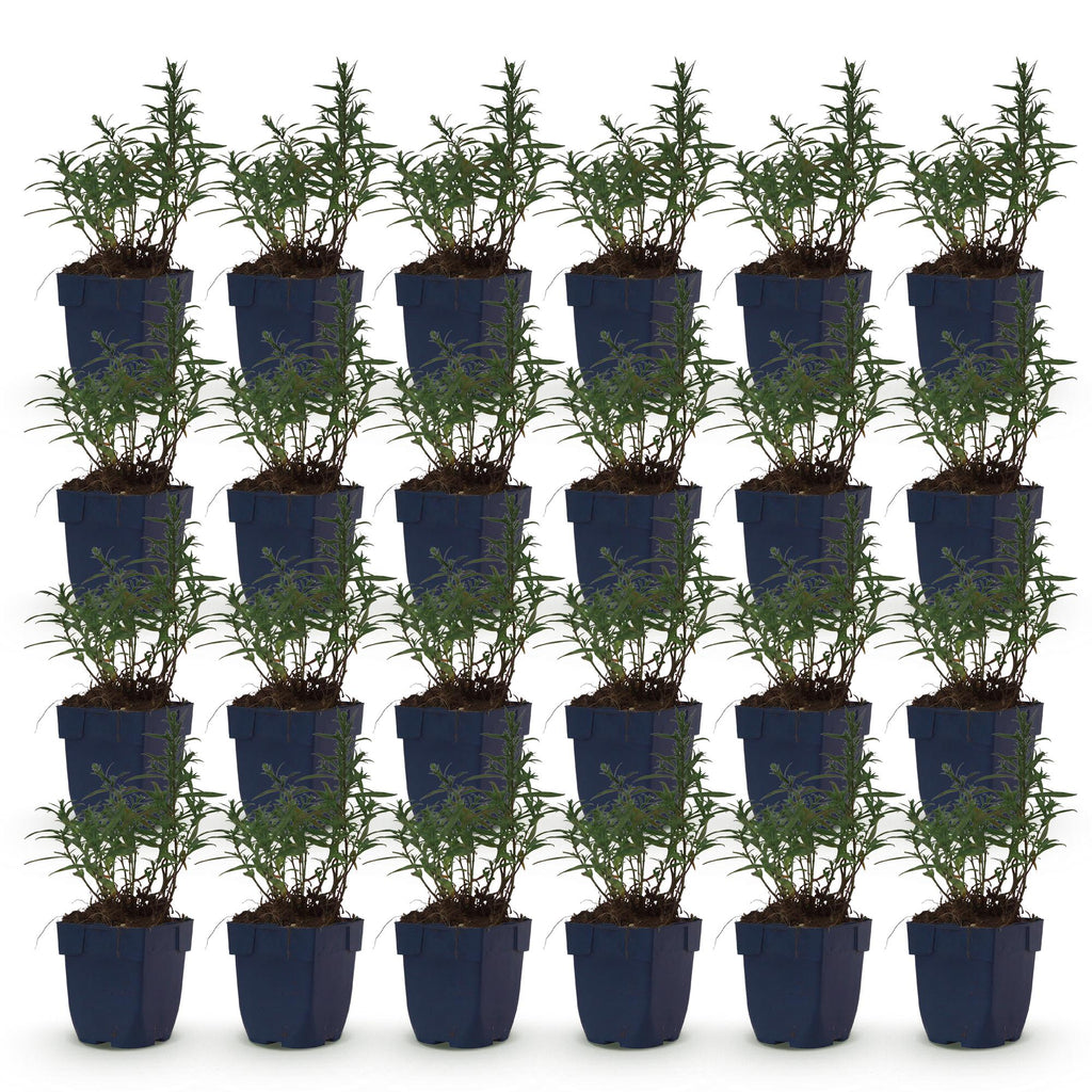 Green boutiQ - Stauden - Aster (D) Strand-Aster - Salz-Aster - Bienen- und Schmetterlingsmagnet - Violett - 24 Pflanzen - Topf 11cm - Höhe 15-25cm