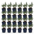 Green boutiQ - Stauden - Aster (D) Strand-Aster - Salz-Aster - Bienen- und Schmetterlingsmagnet - Violett - 24 Pflanzen - Topf 11cm - Höhe 15-25cm