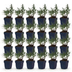 Green boutiQ - Stauden - Aster (D) Strand-Aster - Salz-Aster - Bienen- und Schmetterlingsmagnet - Violett - 24 Pflanzen - Topf 11cm - Höhe 15-25cm
