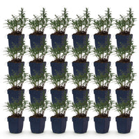 Green boutiQ - Vasteplant - Aster (D) Mittelmeer - Zeeaster - Bijen en Vlinderlokkers - Paars - 24 Planten - Pot 11cm - Hoogte 15-25cm