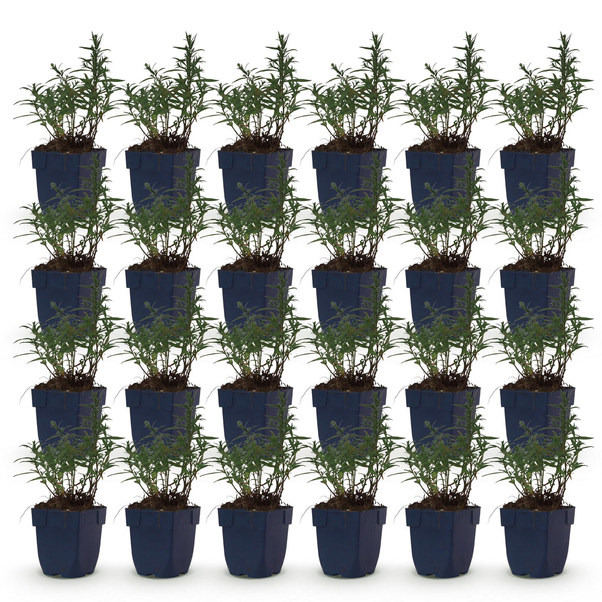 Green boutiQ - Stauden - Aster (D) Strand-Aster - Salz-Aster - Bienen- und Schmetterlingsmagnet - Violett - 24 Pflanzen - Topf 11cm - Höhe 15-25cm
