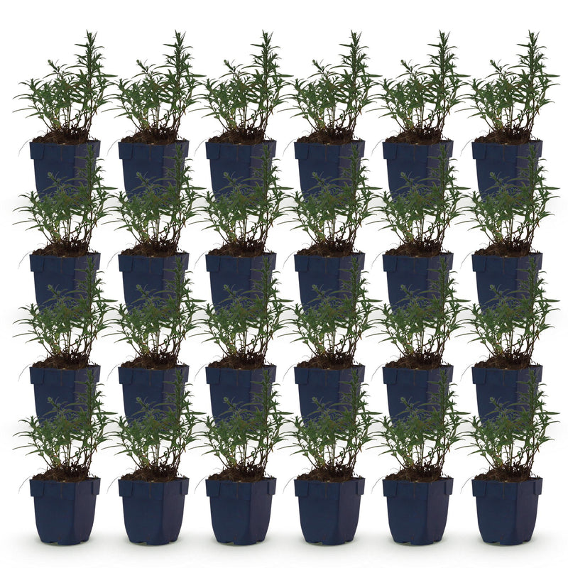 Green boutiQ - Vasteplant - Aster (D) Mittelmeer - Zeeaster - Bijen en Vlinderlokkers - Paars - 24 Planten - Pot 11cm - Hoogte 15-25cm