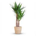 Green boutiQ - Plante d'intérieur - Yucca (Yucca éléphant) - Yucca Elephantipes - Vert - Entretien facile - 1 plante - avec panier - Pot 21cm - Hauteur 80 - 90cm