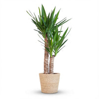 Green boutiQ - Kamerplant - Yucca (Palmlelie) - Yucca Elephantipes - Groen - Weinig onderhoud - 1 Plant - met Mand - Pot 21cm - Hoogte 80 - 90cm