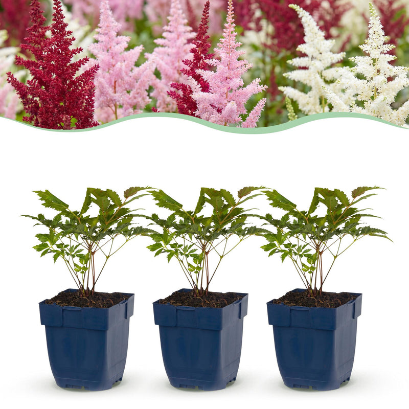 Green boutiQ - Vasteplant - Astilbe Tricolour - Pluimspirea - Schaduw - Paars - Roze - Wit - 12 Planten - Pot 11cm - Hoogte 15-25cm