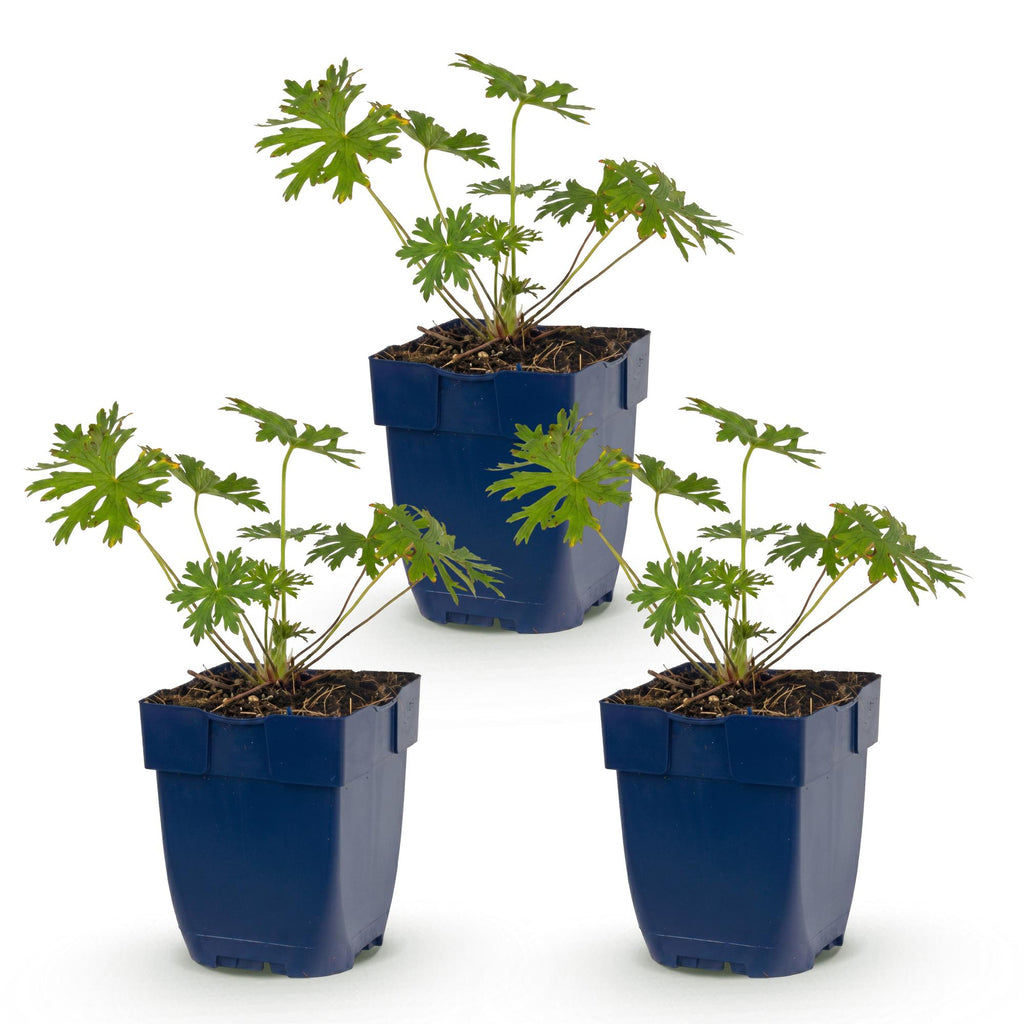 Green boutiQ - Plante vivace - Géranium Johnson's Blue - Bec-de-cigogne - Couvre-sol - Bleu - 3 Plantes - Pot 11cm - Hauteur 15-25cm