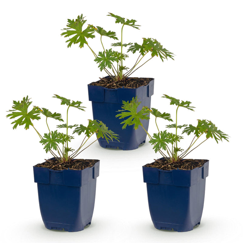 Green boutiQ - Vasteplant - Geranium Johnson's Blue - Ooievaarsbek - Bodembedekkend - Blauw - 3 Planten - Pot 11cm - Hoogte 15-25cm
