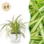 Green boutiQ - Zimmerpflanze - Chlorophytum comosum Variegatum - Bunte Grünlilie - Haustierfreundliche Pflanze - Grün - 4 Pflanzen - mit Topf Weiß - Topf 12cm - Höhe 20cm
