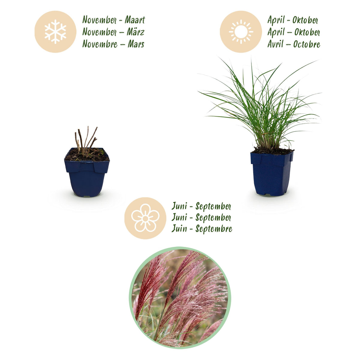 Green boutiQ - Graminées - Miscanthus sin. Red Chief - Herbe de la Pampa - Avec panache - Vert - 1 plante - Pot 11cm - Hauteur 15-25cm