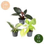 3x Baby Philodendron Tricolour - White - Pink - Yellow - Green - Tropical - Ø6cm - ↕10-15cm