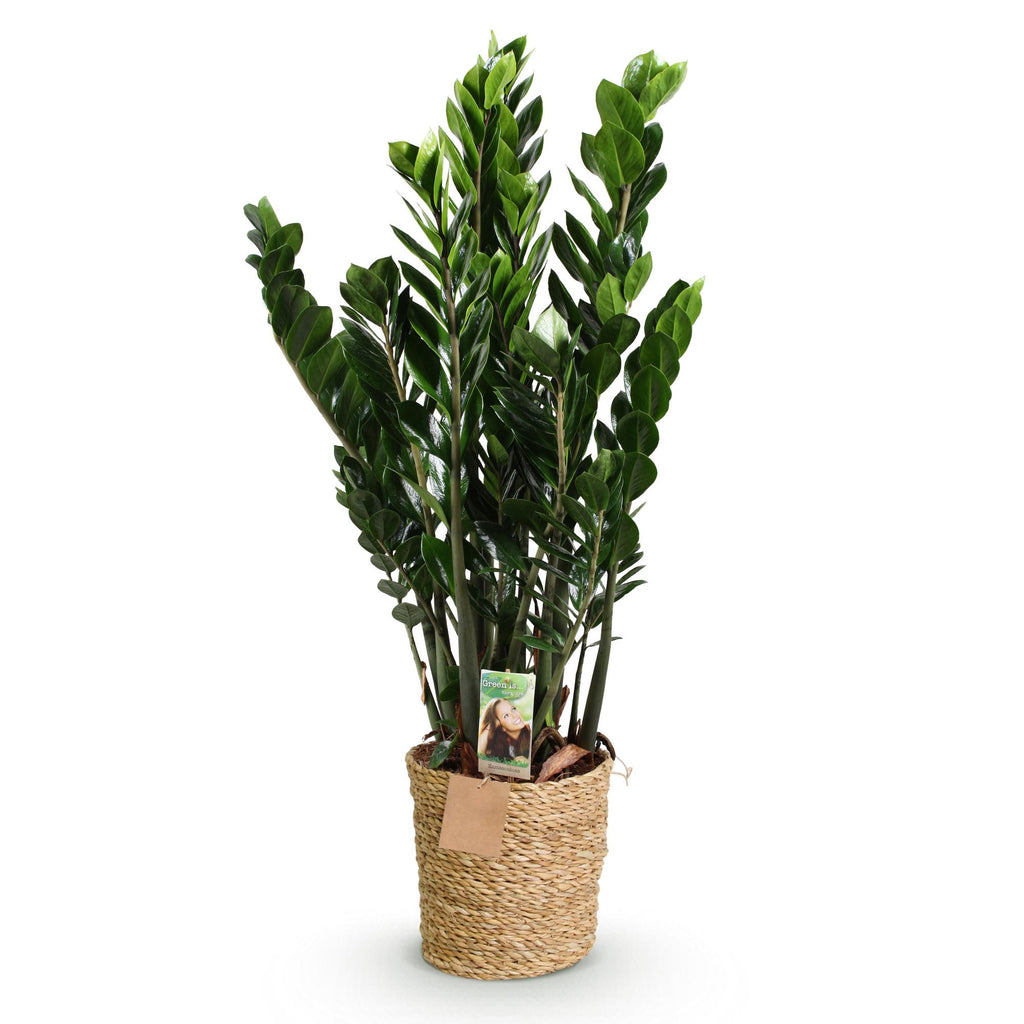 Green BoutiQ - Green is... Plantes d'intérieur - Zamioculcas - Plante ZZ - Peu d'entretien - avec panier - Vert - 1 plante - Pot 21cm - Hauteur 80-90cm