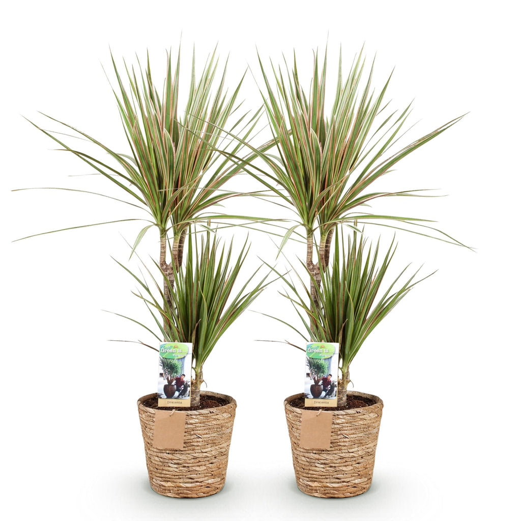 Green BoutiQ - Green is... Plantes d'intérieur - Dracaena Sunray - Dragonnier - Peu d'entretien - avec panier - Vert - 2 Plantes - Pot 17cm - Hauteur 70-75cm