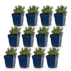 Green boutiQ - Plante vivace - Lavandula ang. Dwarf Blue - Lavande - Parfumée - Violet - 12 Plantes - Pot 11cm - Hauteur 15-25cm