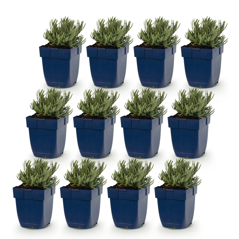 Green boutiQ - Vasteplant - Lavandula ang. Dwarf Blue - Lavendel - Geurend - Paars - 12 Planten - Pot 11cm - Hoogte 15-25cm