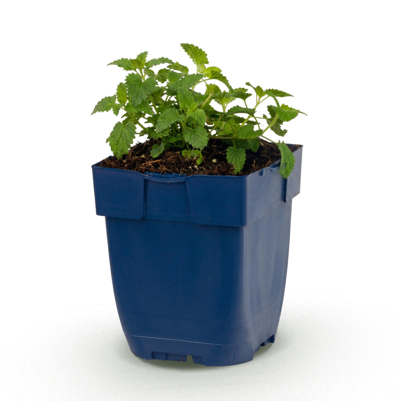 Green boutiQ - Vasteplant - Nepeta faassenii Snowflake - Kattenkruid - Bijen en Vlinderlokkers - Wit - 1 Plant - Pot 11cm - Hoogte 15-25cm