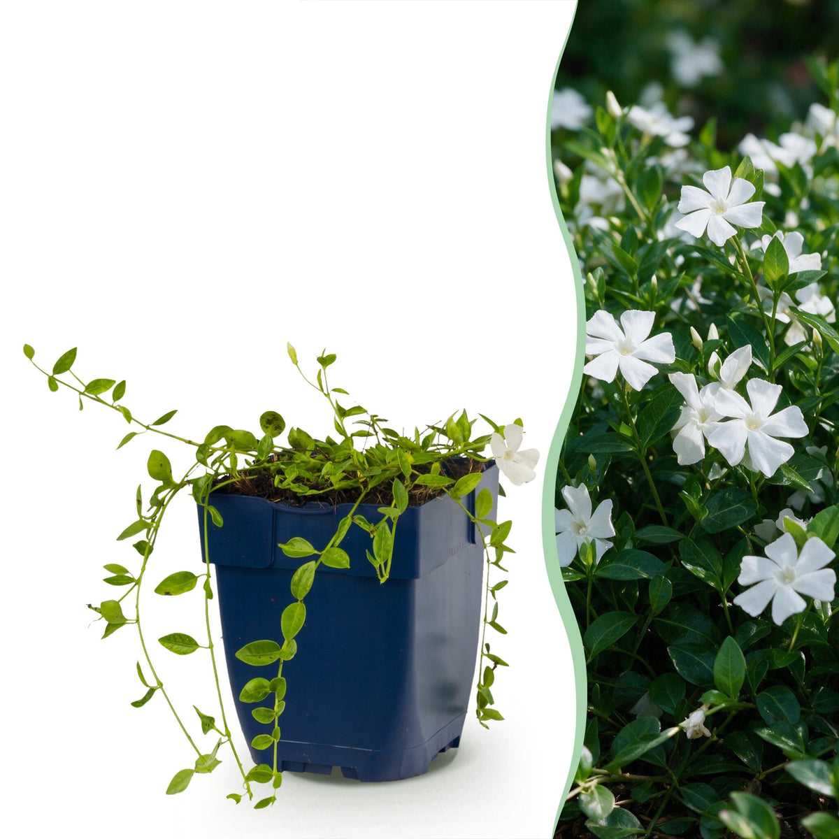 Vasteplant - Vinca minor Alba - Maagdenpalm - Bodembedekkend - Wit - 12 Planten - Pot 11cm - Hoogte 15-25cm
