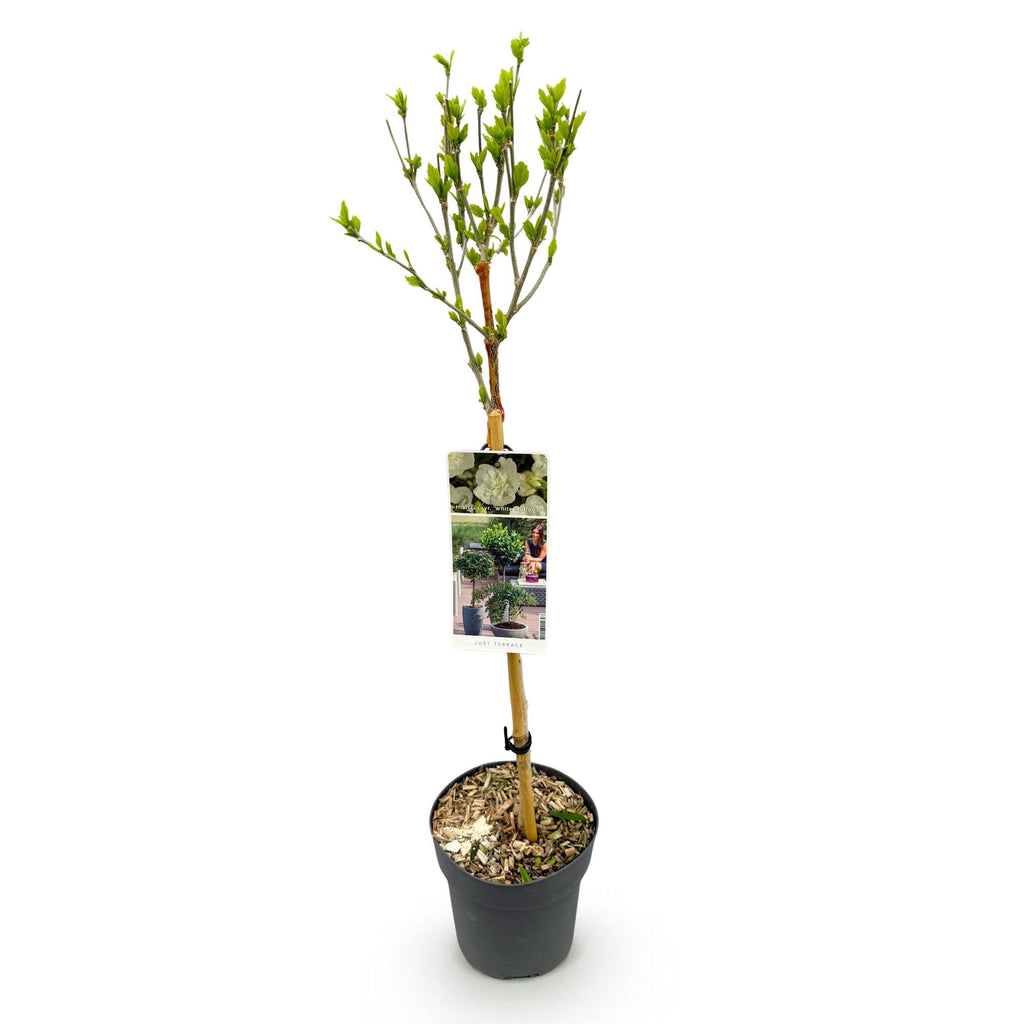 Green boutiQ - Plante sur tige - Hibiscus syriacus White Chiffon® - Plante de terrasse - Caduc - Rustique - Fleur blanche - Pot 19 cm Hauteur 90 cm