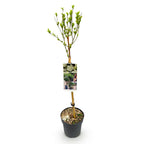 Green boutiQ - Plante sur tige - Hibiscus syriacus White Chiffon® - Plante de terrasse - Caduc - Rustique - Fleur blanche - Pot 19 cm Hauteur 90 cm