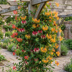 6x Lonicera Tricolour - Chèvrefeuille tricolore - Rouge - Violet - Orange - Jaune - Grimpante - Ø9cm - ↕35cm