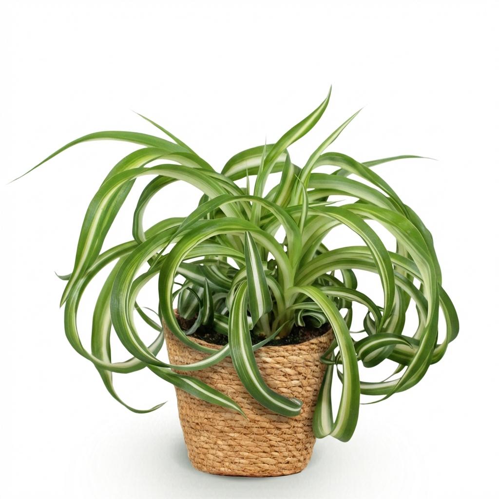 Green boutiQ - Plante d'intérieur - Chlorophytum comosum Bonnie - Phalangère frisée - Plante adaptée aux animaux de compagnie - Vert - 1 plante - avec panier - Pot 12 cm - Hauteur 20 cm