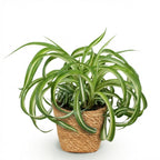 Green boutiQ - Plante d'intérieur - Chlorophytum comosum Bonnie - Phalangère frisée - Plante adaptée aux animaux de compagnie - Vert - 1 plante - avec panier - Pot 12 cm - Hauteur 20 cm