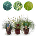 Green boutiQ - Ziergräser - 3 Pflanzen - Blau - Gelb - Grün - Immergrün - Winterhart - Topf 17cm Höhe 50cm