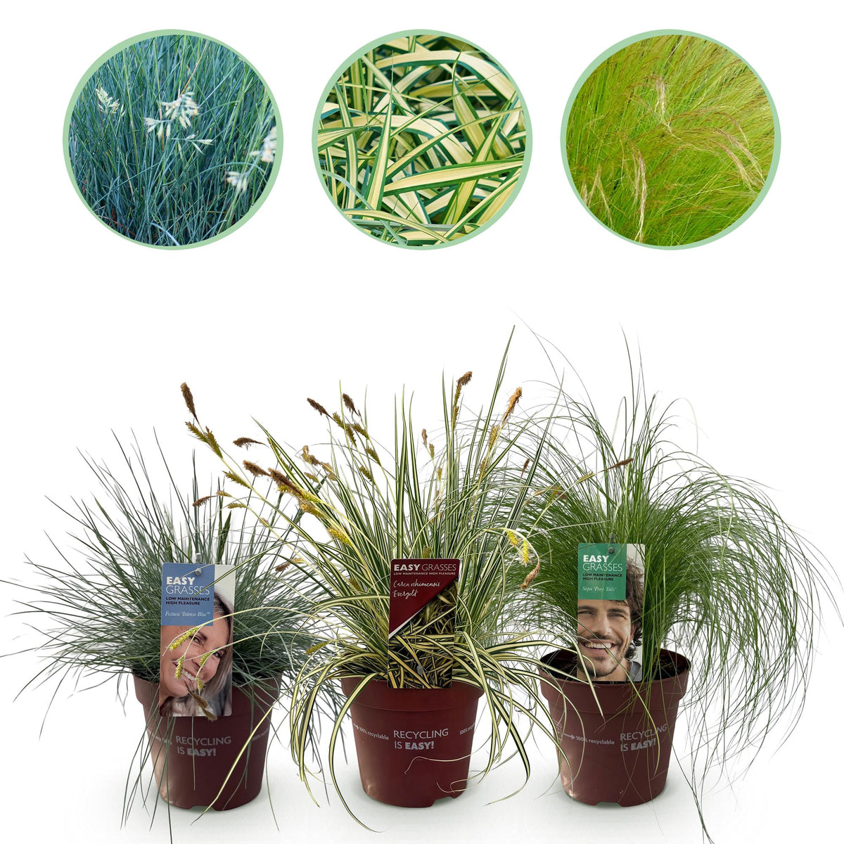 Green boutiQ - Ziergräser - 3 Pflanzen - Blau - Gelb - Grün - Immergrün - Winterhart - Topf 17cm Höhe 50cm