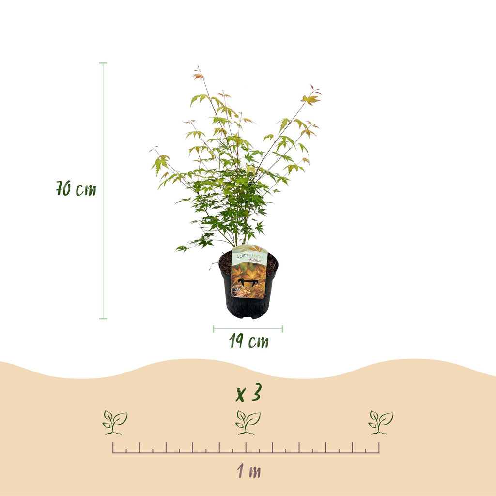 Green boutiQ - Plante de terrasse - Érable du Japon - Acer palmatum Katsura - Orange - 2 plantes - Caduc - Pot 19 cm Hauteur 70 cm