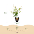 Green boutiQ - Plante de terrasse - Érable du Japon - Acer palmatum Katsura - Orange - 2 plantes - Caduc - Pot 19 cm Hauteur 70 cm