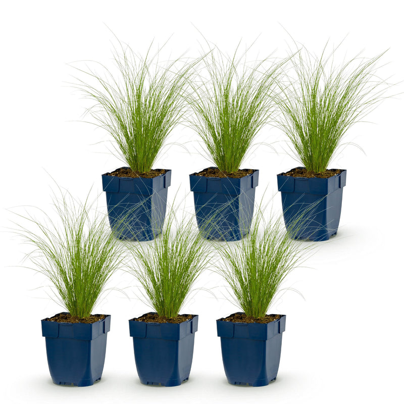 Green boutiQ - Grasses - Stipa tenuissima Ponytails - Feather Grass - Evergreen - Green - 6 Plants - Pot 11cm - Height 15-25cm