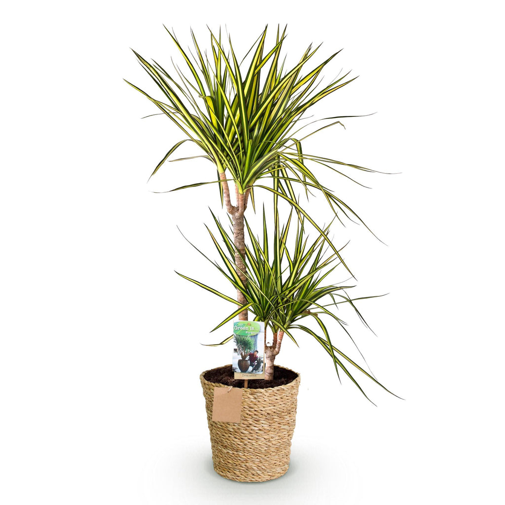 Green BoutiQ - Green is... Plantes d'intérieur - Dracaena Sunray - Dragonnier - Peu d'entretien - avec panier - Vert - 1 plante - Pot 21cm - Hauteur 90-100cm