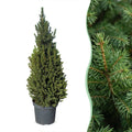 Picea glauca Conica - Dwarf Alberta Spruce - Green - Christmas tree - Ø26cm - ↕110cm