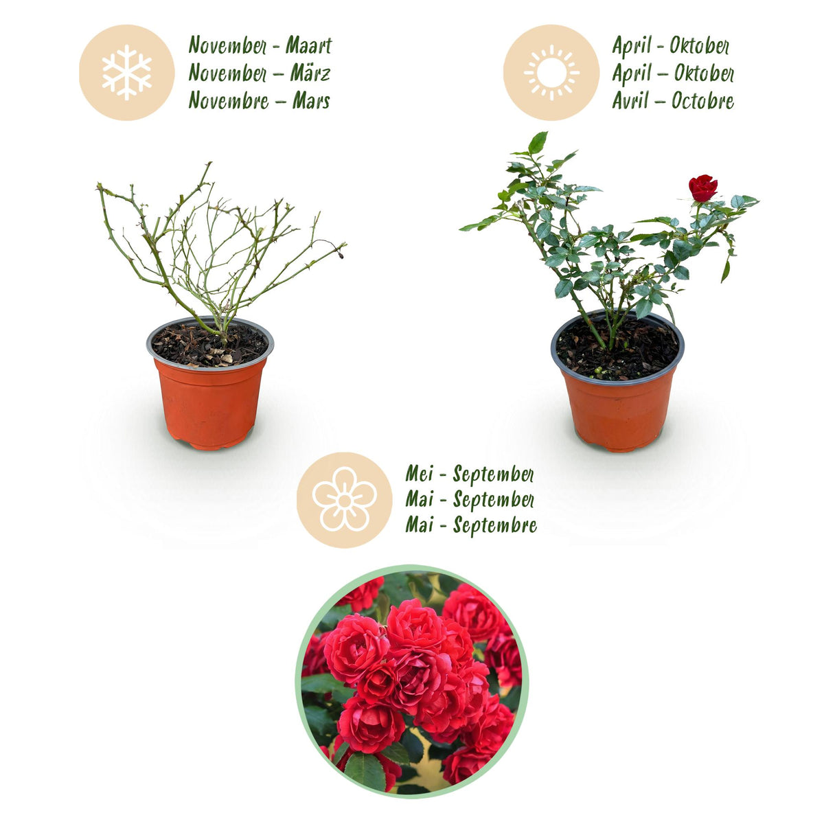 Green boutiQ - Rosier - Rosa Rote The Fairy - Rose - Rustique - Rouge - 3 Plantes - Pot 12cm - Hauteur 20-25cm