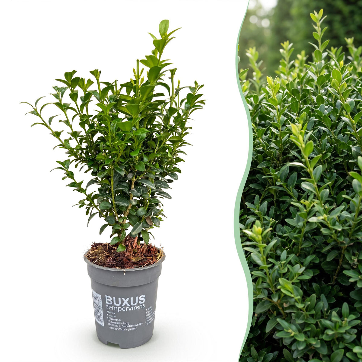 Green boutiQ - 24x Buxus sempervirens - Palmboompje - Haagplanten - Groenblijvend - Groen - Pot 9cm - Hoogte 20-25cm