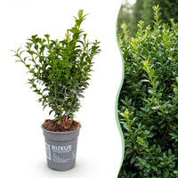 Green boutiQ - 24x Buxus sempervirens - Palmboompje - Haagplanten - Groenblijvend - Groen - Pot 9cm - Hoogte 20-25cm